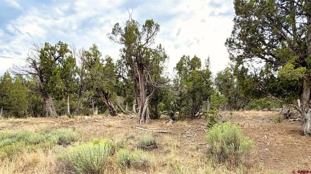 Road 35 Road Mancos, CO 81328