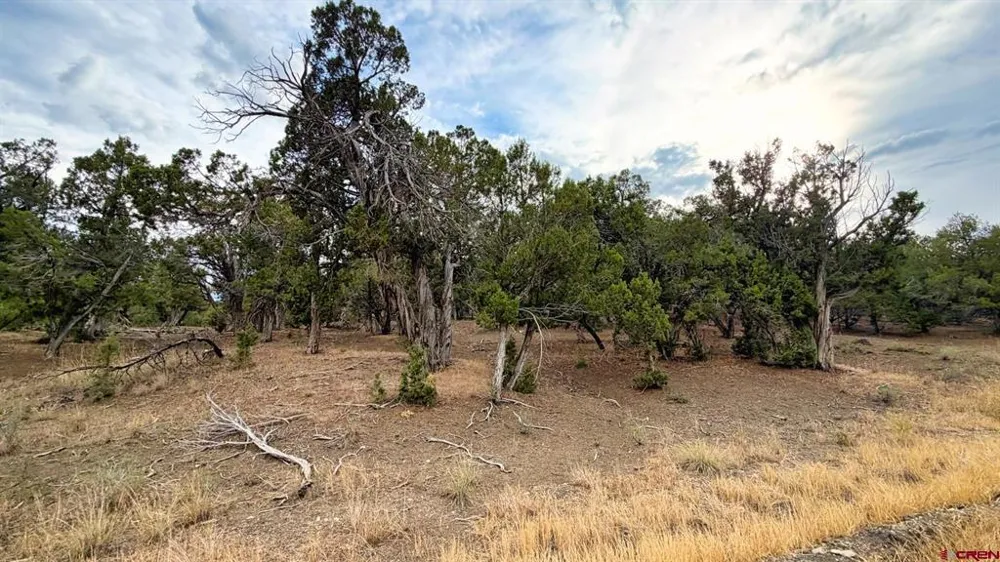 Road 35 Road Mancos, CO 81328