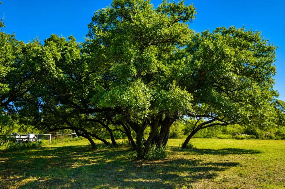 239 County Road 160 Brady, TX 76825