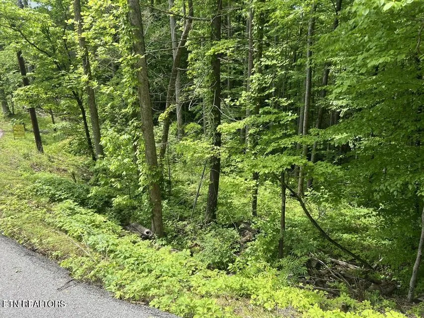 3 Old Cartertown Rd Gatlinburg, TN 37738