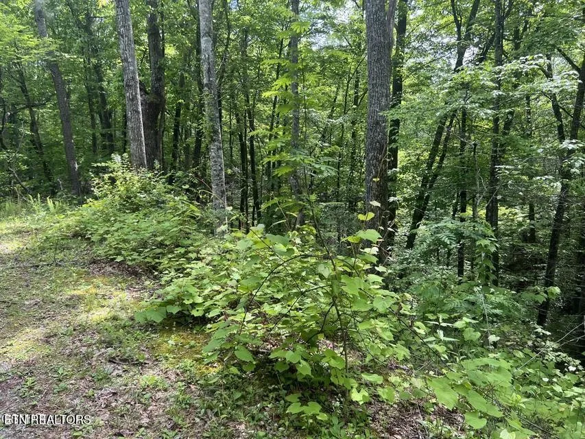 3 Old Cartertown Rd Gatlinburg, TN 37738