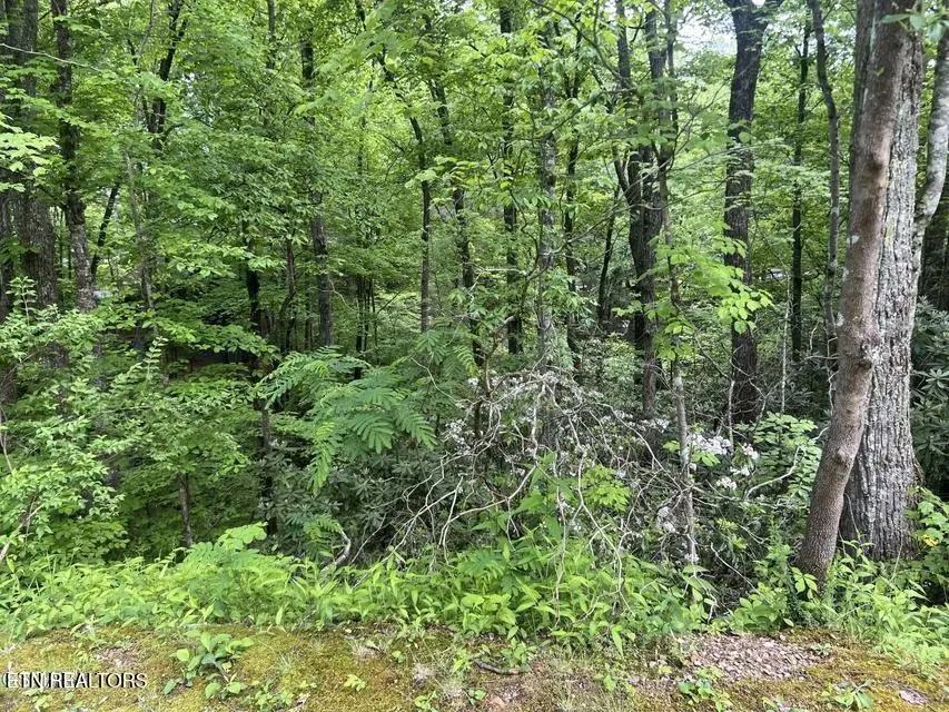 3 Old Cartertown Rd Gatlinburg, TN 37738