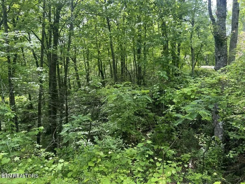 3 Old Cartertown Rd Gatlinburg, TN 37738