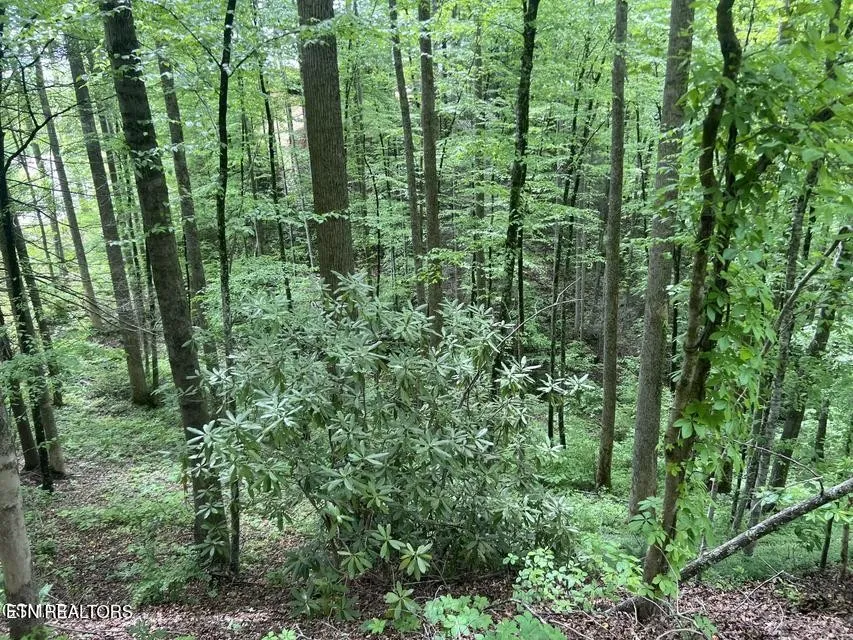 3 Old Cartertown Rd Gatlinburg, TN 37738