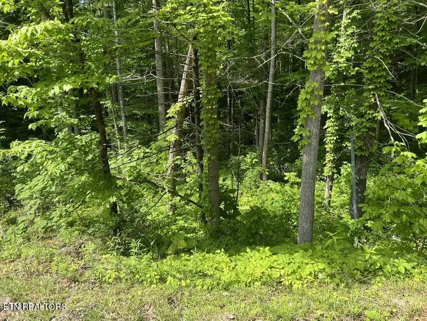 3 Old Cartertown Rd Gatlinburg, TN 37738