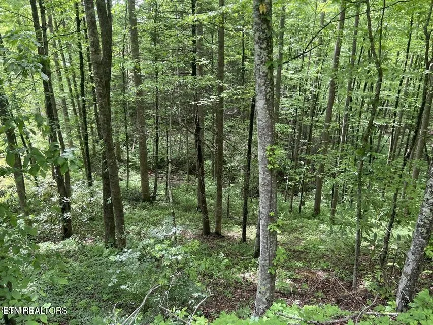 3 Old Cartertown Rd Gatlinburg, TN 37738
