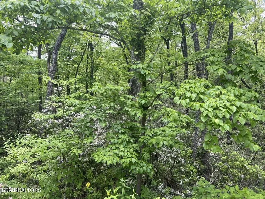 3 Old Cartertown Rd Gatlinburg, TN 37738