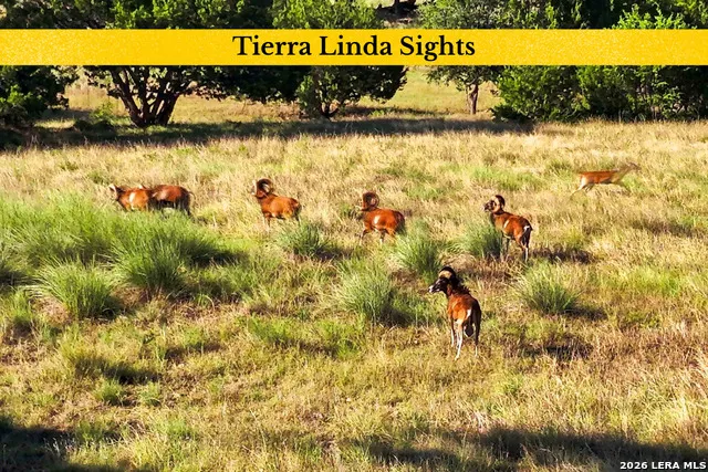 160 LIVE OAK LN Kerrville, TX 78028
