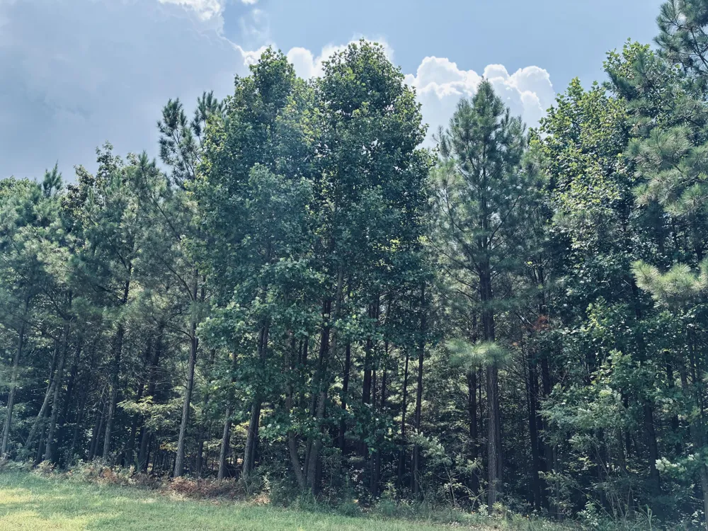 395 Volunteer Street Jasper, TN 37347