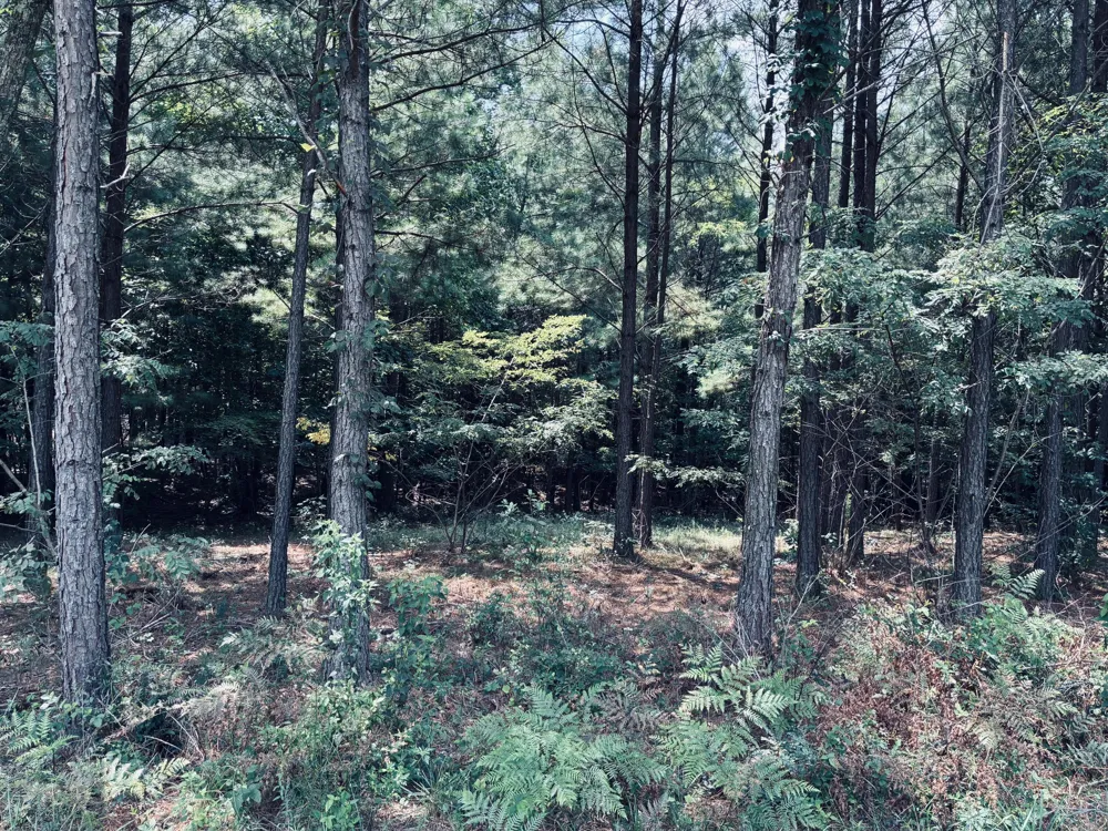 395 Volunteer Street Jasper, TN 37347