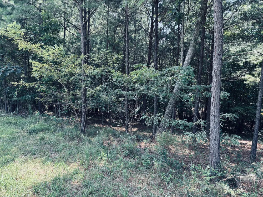 395 Volunteer Street Jasper, TN 37347