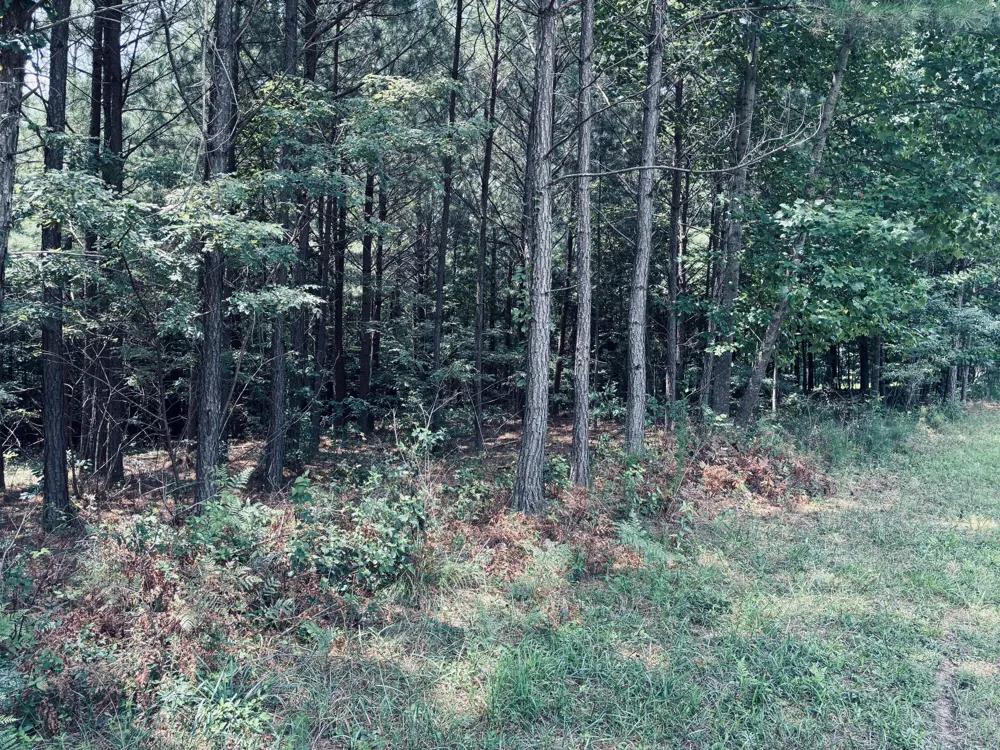 395 Volunteer Street Jasper, TN 37347
