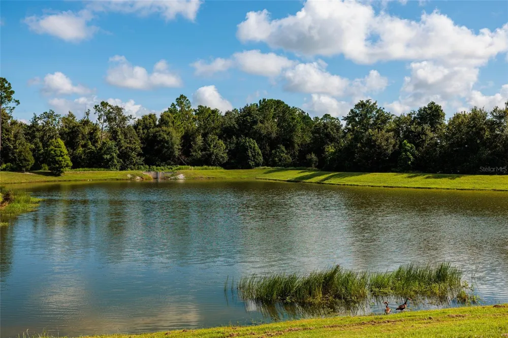 36077 STABLE WILK AVENUE Zephyrhills, FL 33541