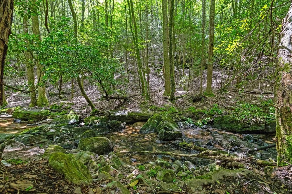 Maple Leaf Trail Lookout Mountain, GA 30750