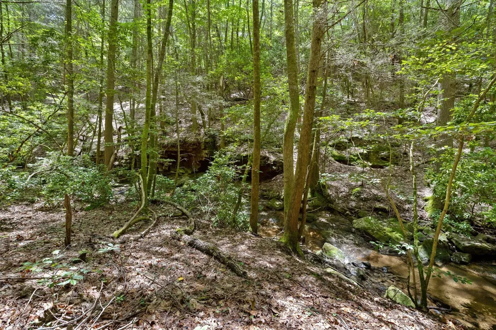 Maple Leaf Trail Lookout Mountain, GA 30750