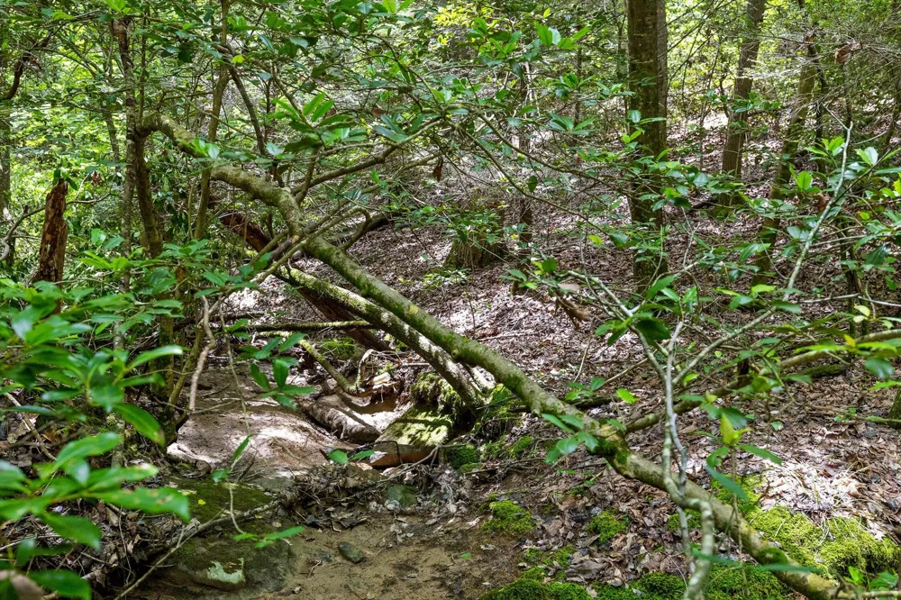 Maple Leaf Trail Lookout Mountain, GA 30750