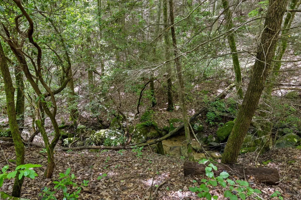 Maple Leaf Trail Lookout Mountain, GA 30750