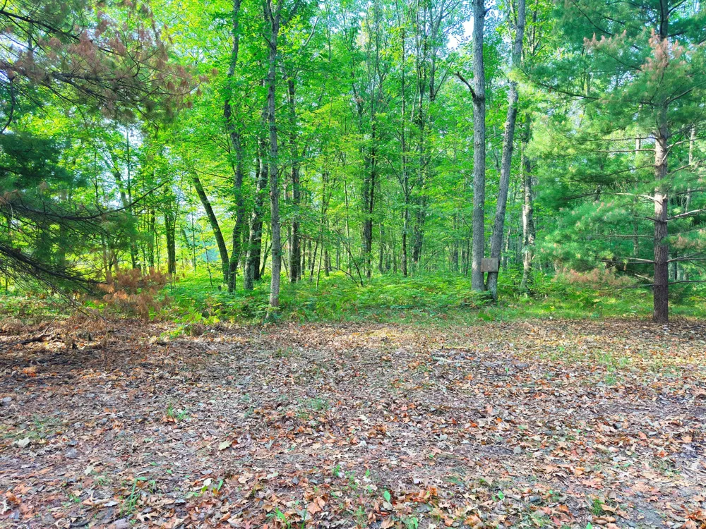 2679 S State Chase, MI 49623