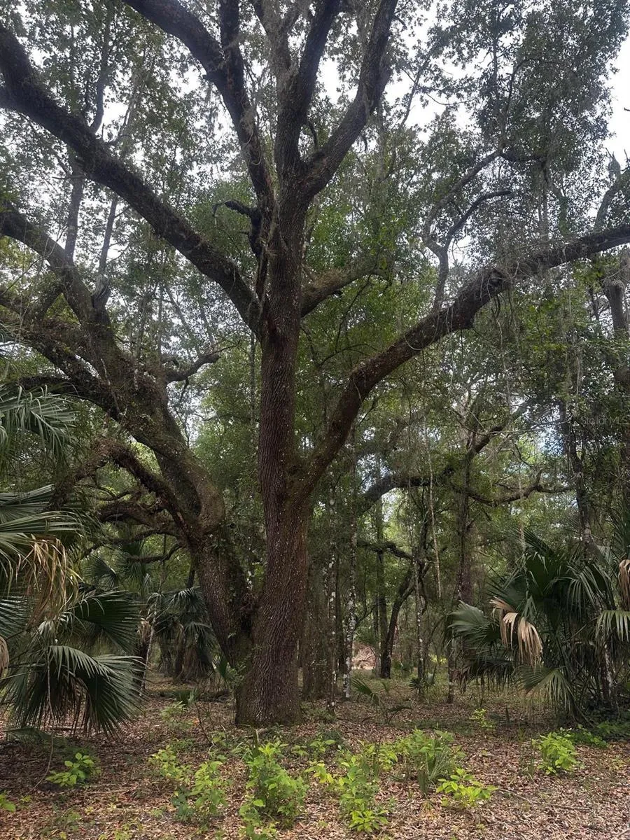 Lot 1 NE 127TH STREET Fort Mc Coy, FL 32134