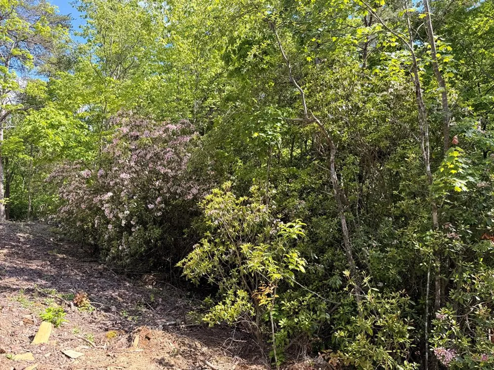 295 Mountain Laurel Ridge Mineral Bluff, GA 30559