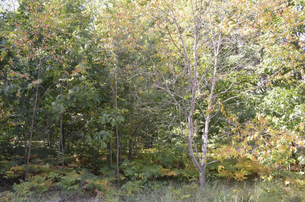 2191 Driftwood Lane Kalkaska Township, MI 49646