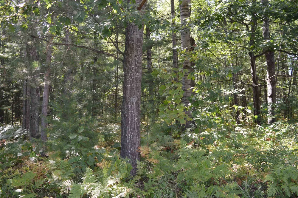 2191 Driftwood Lane Kalkaska Township, MI 49646