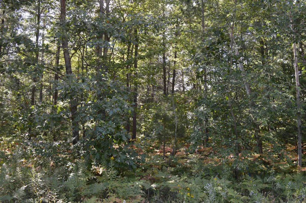 2200 Driftwood Lane Kalkaska Township, MI 49646