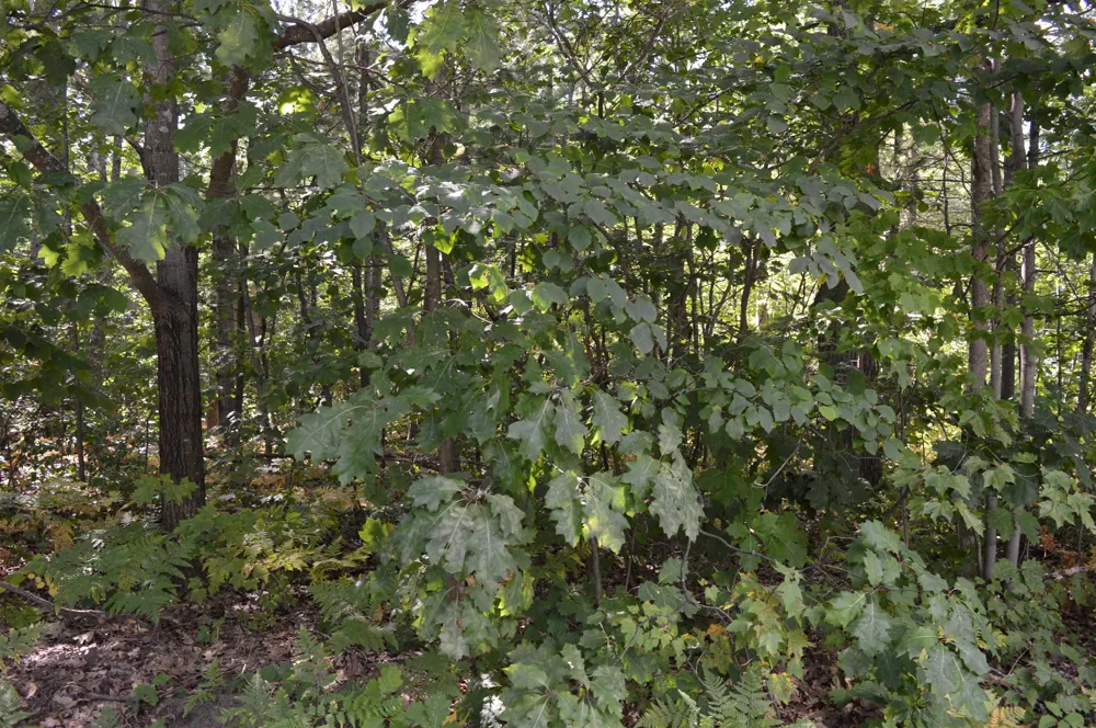 2200 Driftwood Lane Kalkaska Township, MI 49646