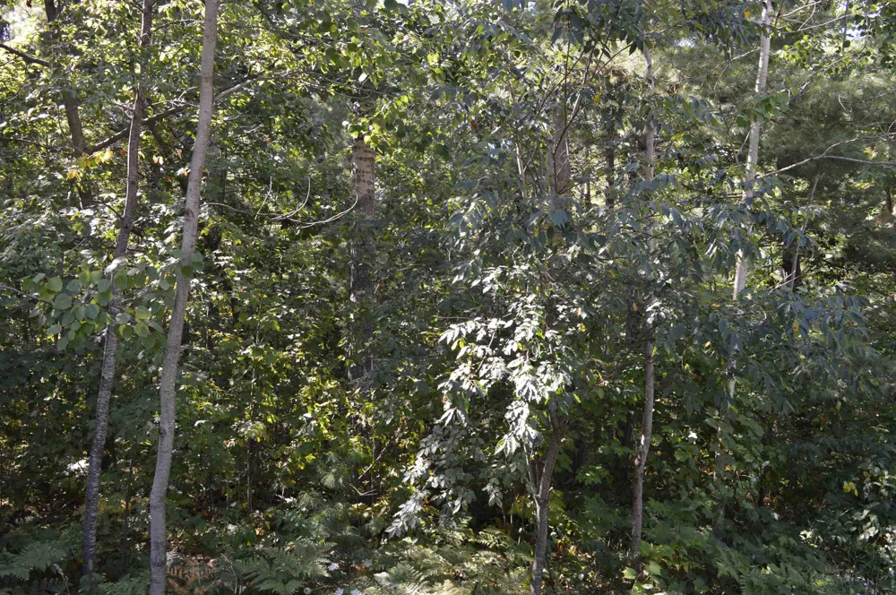 2200 Driftwood Lane Kalkaska Township, MI 49646