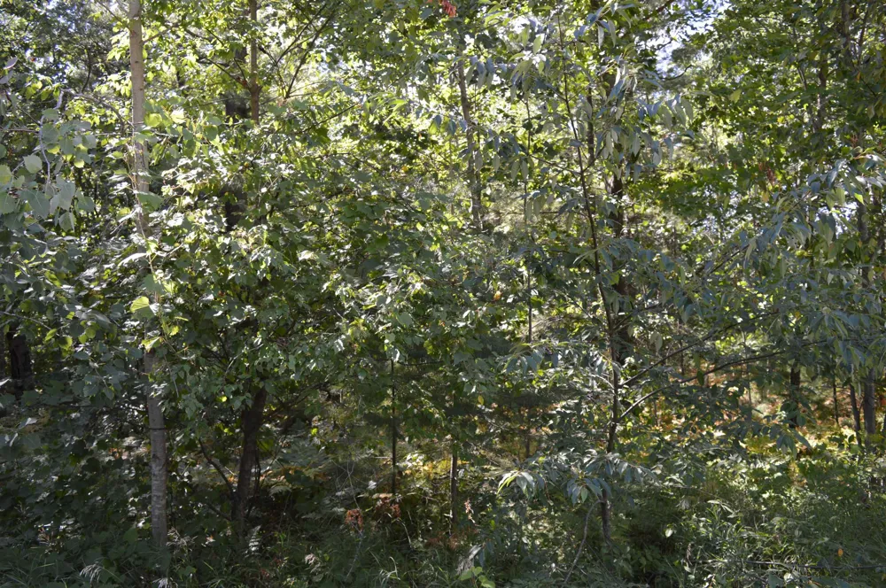 2200 Driftwood Lane Kalkaska Township, MI 49646