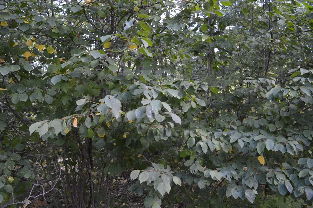 2200 Driftwood Lane Kalkaska Township, MI 49646
