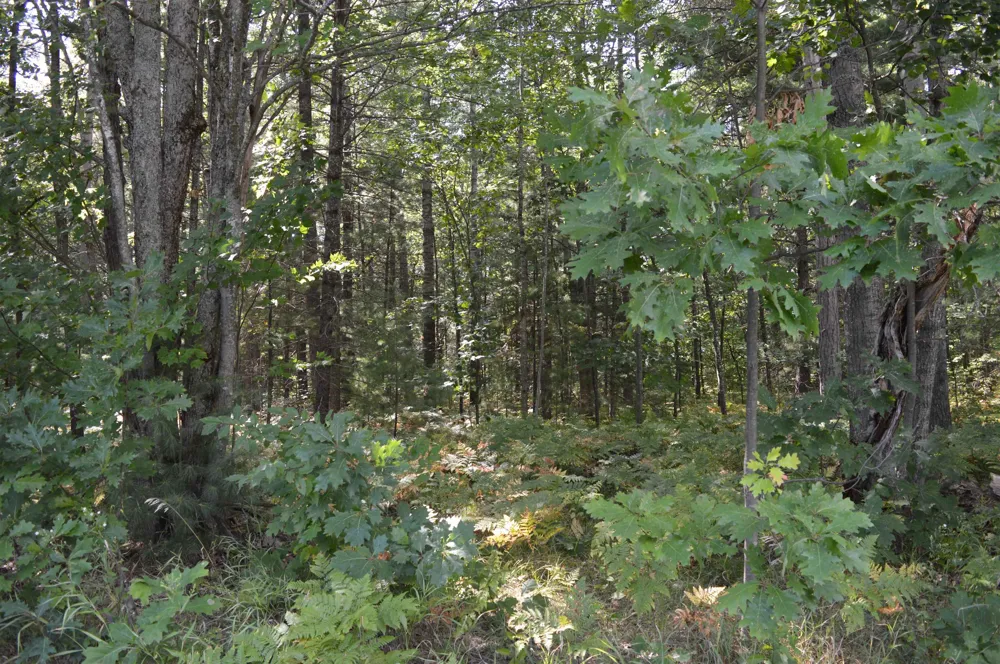 2200 Driftwood Lane Kalkaska Township, MI 49646