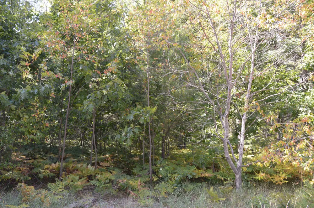 2080 Driftwood Lane Kalkaska Township, MI 49646