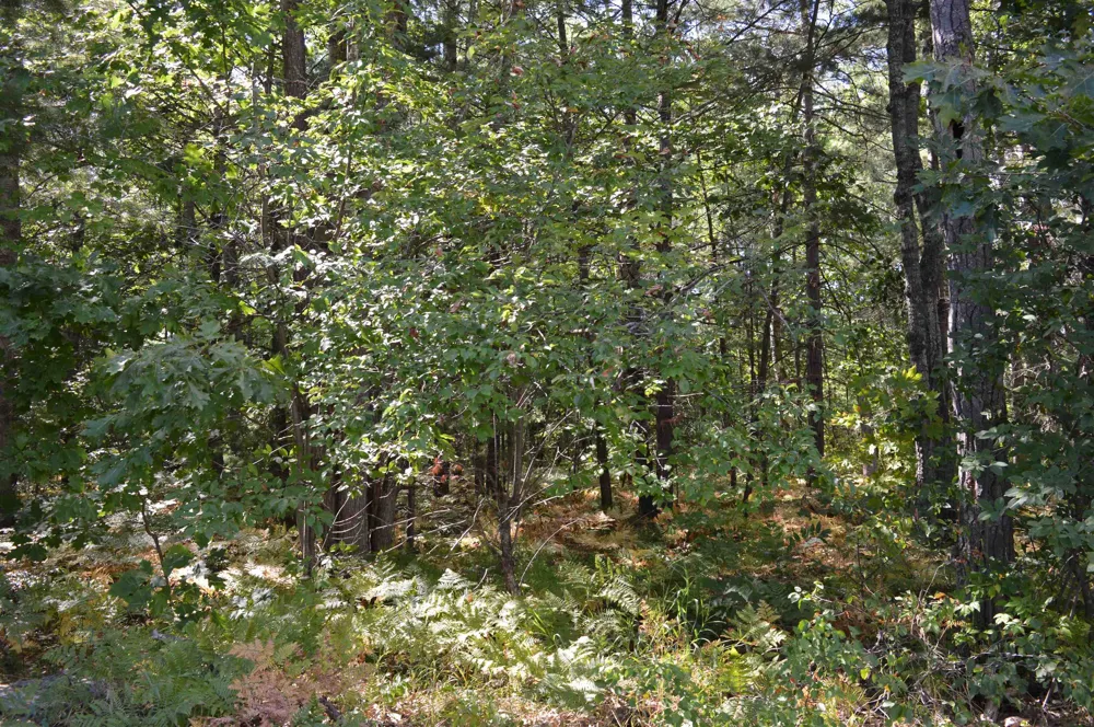 2080 Driftwood Lane Kalkaska Township, MI 49646