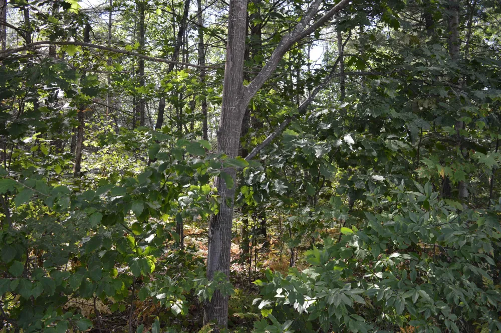 2080 Driftwood Lane Kalkaska Township, MI 49646