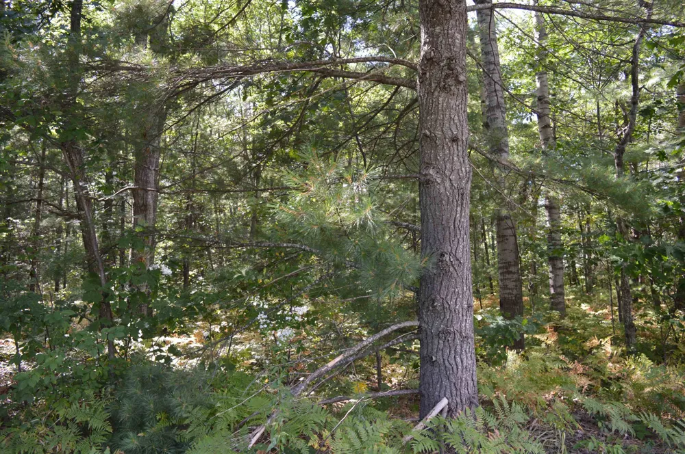 2040 Driftwood Lane Kalkaska Township, MI 49646