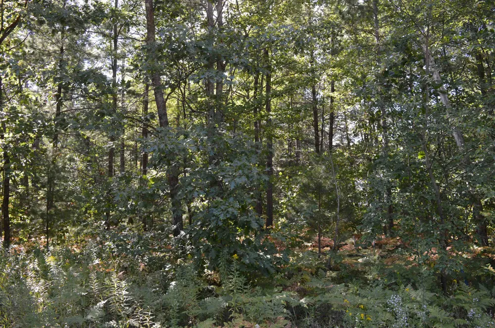 2060 Driftwood Lane Kalkaska Township, MI 49646