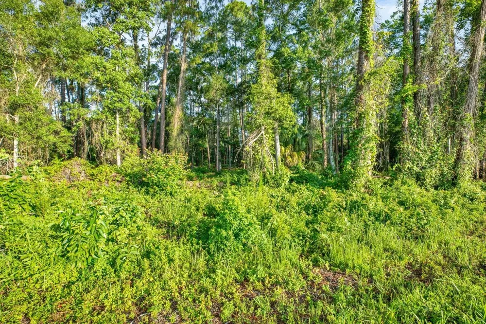 0 TREIMAN BOULEVARD Webster, FL 33597