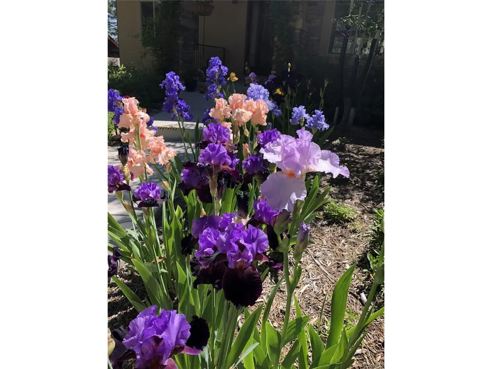 1240 Hoosier Drive Larkspur, CO 80118