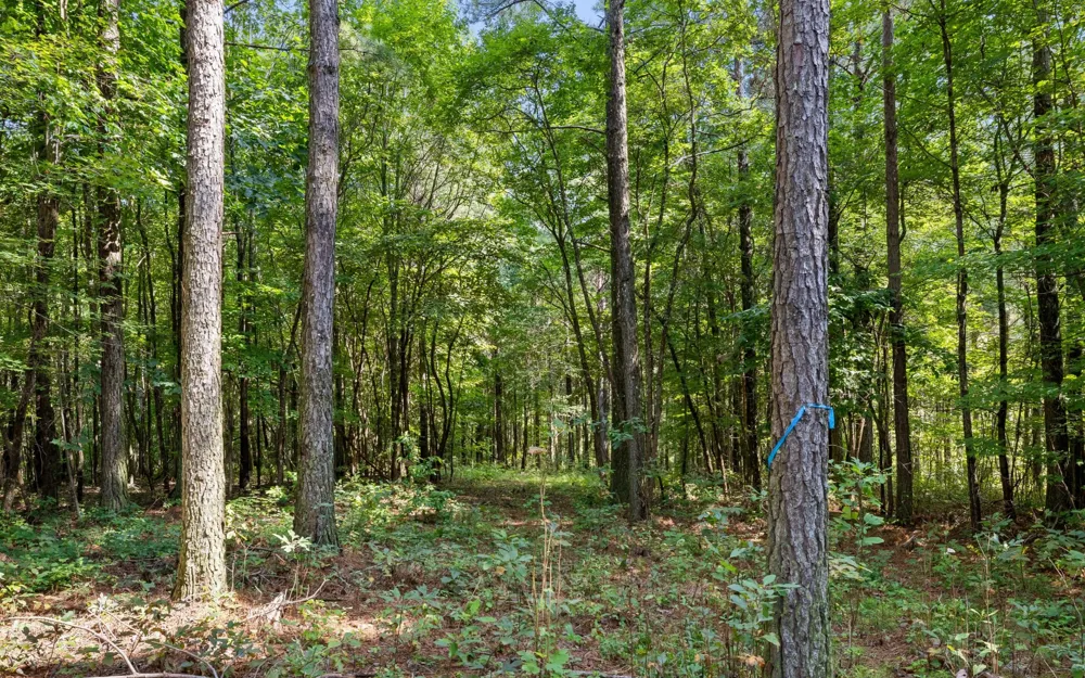 2020 Harmony Street Guild, TN 37340