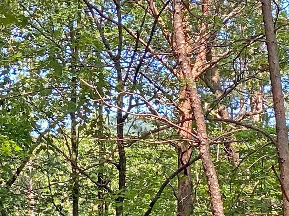 10.59 AC, T S Jarrard Road Dahlonega, GA 30533