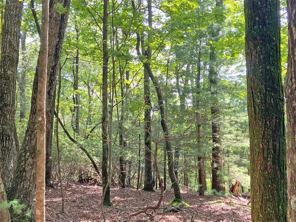 10.59 AC, T S Jarrard Road Dahlonega, GA 30533