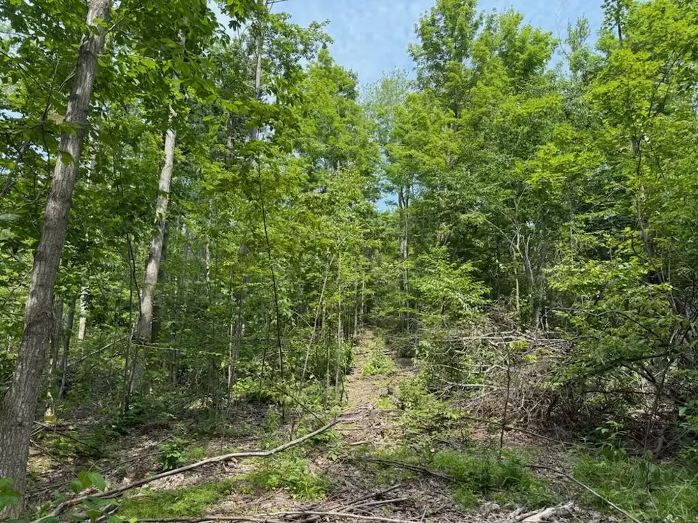 Padgett Road Boyne Falls, MI 49713