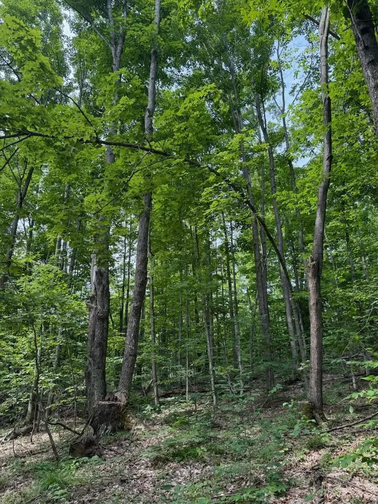 Padgett Road Boyne Falls, MI 49713