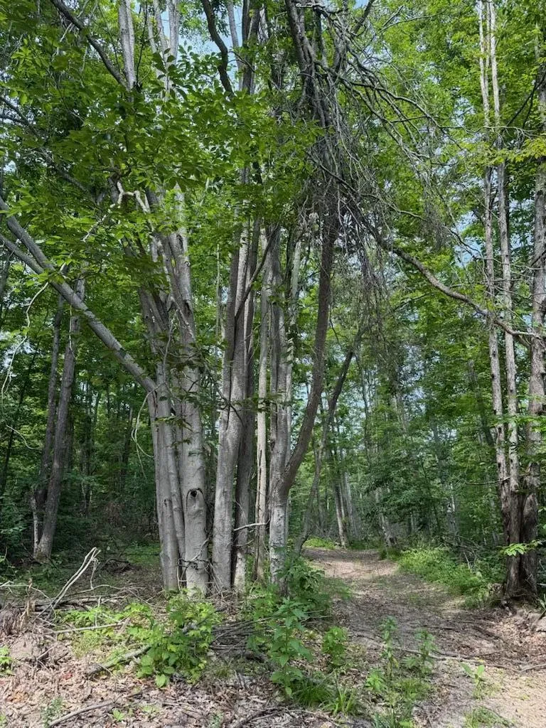 Padgett Road Boyne Falls, MI 49713