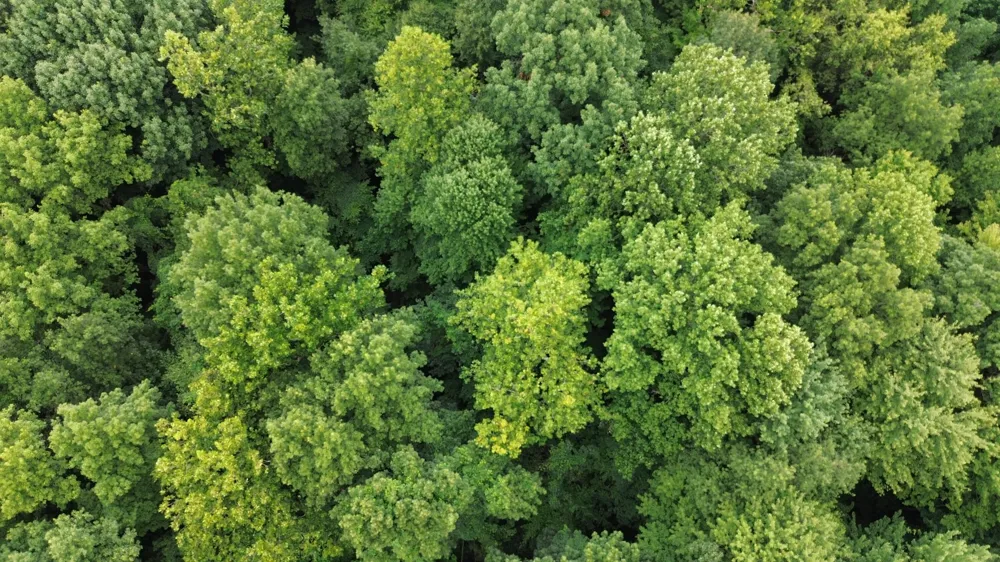 Tharp Lake Road Cassopolis, MI 49031