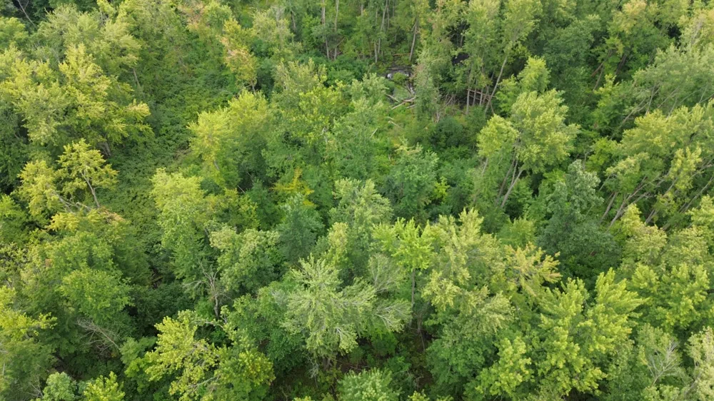 Tharp Lake Road Cassopolis, MI 49031