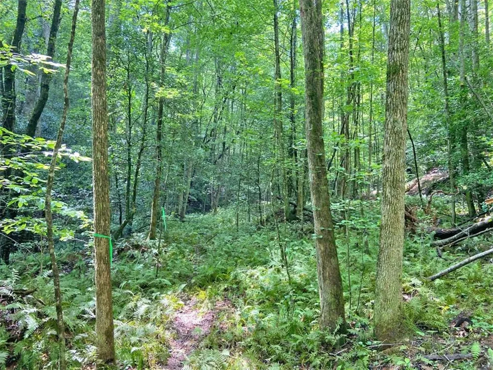 11AC T S Jarrard Road Dahlonega, GA 30533
