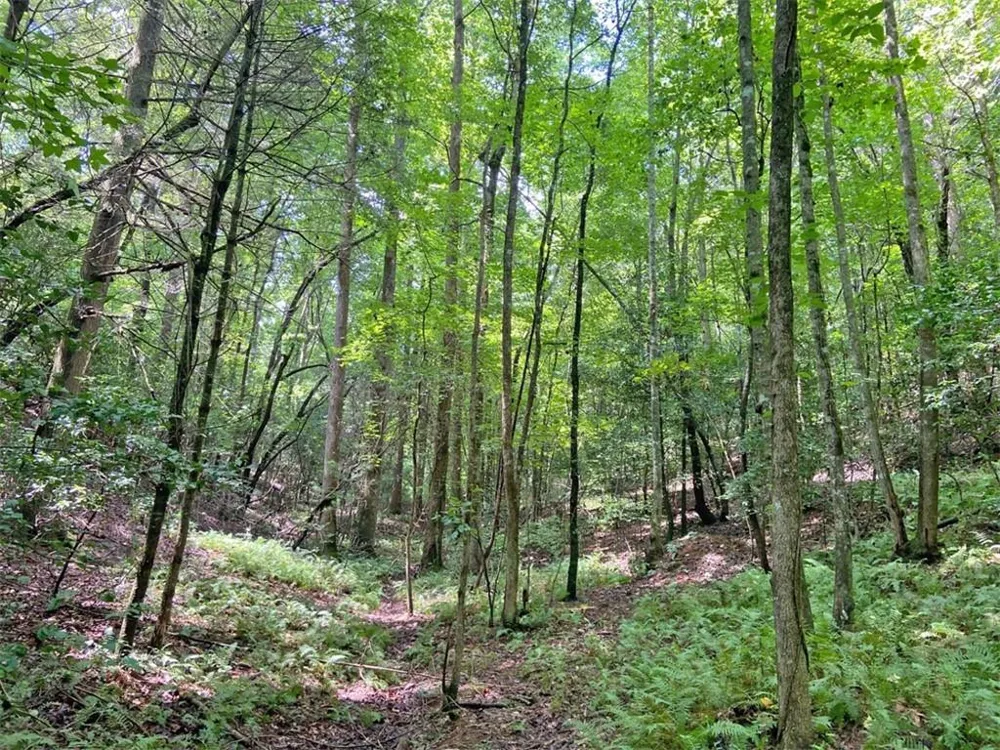 11AC T S Jarrard Road Dahlonega, GA 30533