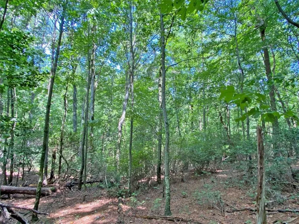 11AC T S Jarrard Road Dahlonega, GA 30533